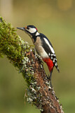 Image. Great Spotted Woodpecker