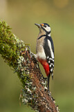 Image. Great Spotted Woodpecker
