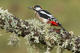 Image. Great Spotted Woodpecker