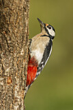 Image. Great Spotted Woodpecker