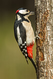 Image. Great Spotted Woodpecker