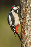 Image. Great Spotted Woodpecker