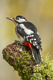 Image. Great Spotted Woodpecker