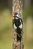Image. Great Spotted Woodpecker