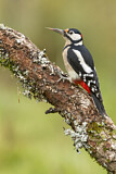 Image. Great Spotted Woodpecker