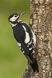 Image. Great Spotted Woodpecker
