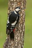 Image. Great Spotted Woodpecker