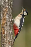 Image. Great Spotted Woodpecker