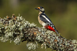 Image. Great Spotted Woodpecker