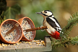 Image. Great Spotted Woodpecker