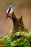 Image. Great Spotted Woodpecker