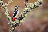 Image. Great Spotted Woodpecker