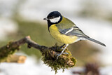 Image. Great Tit