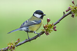 Image. Great Tit