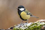 Image. Great Tit