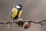 Image. Great Tit