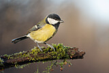 Image. Great Tit