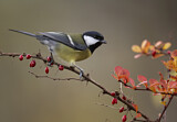 Image. Great Tit