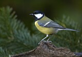 Image. Great Tit