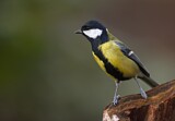 Image. Great Tit