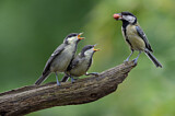 Image. Great Tit