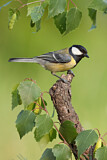 Image. Great Tit