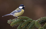 Image. Great Tit