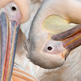 Image. Great White Pelican