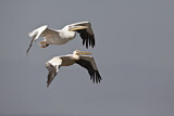 Image. Great White Pelican