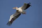 Image. Great White Pelican
