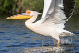 Image. Great White Pelican