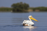 Image. Great White Pelican