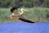 Image. Great White Pelican