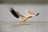 Image. Great White Pelican