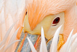 Image. Great White Pelican