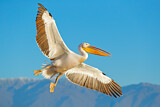 Image. Great White Pelican