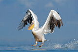 Image. Great White Pelican