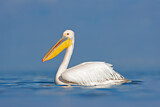 Image. Great White Pelican