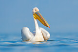 Image. Great White Pelican