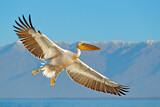 Image. Great White Pelican