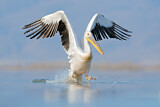 Image. Great White Pelican
