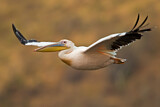 Image. Great White Pelican
