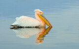 Image. Great White Pelican