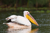 Image. Great White Pelican