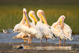 Image. Great White Pelican