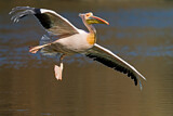 Image. Great White Pelican