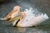 Image. Great White Pelican