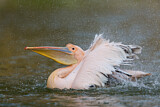 Image. Great White Pelican