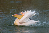 Image. Great White Pelican