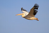 Image. Great White Pelican